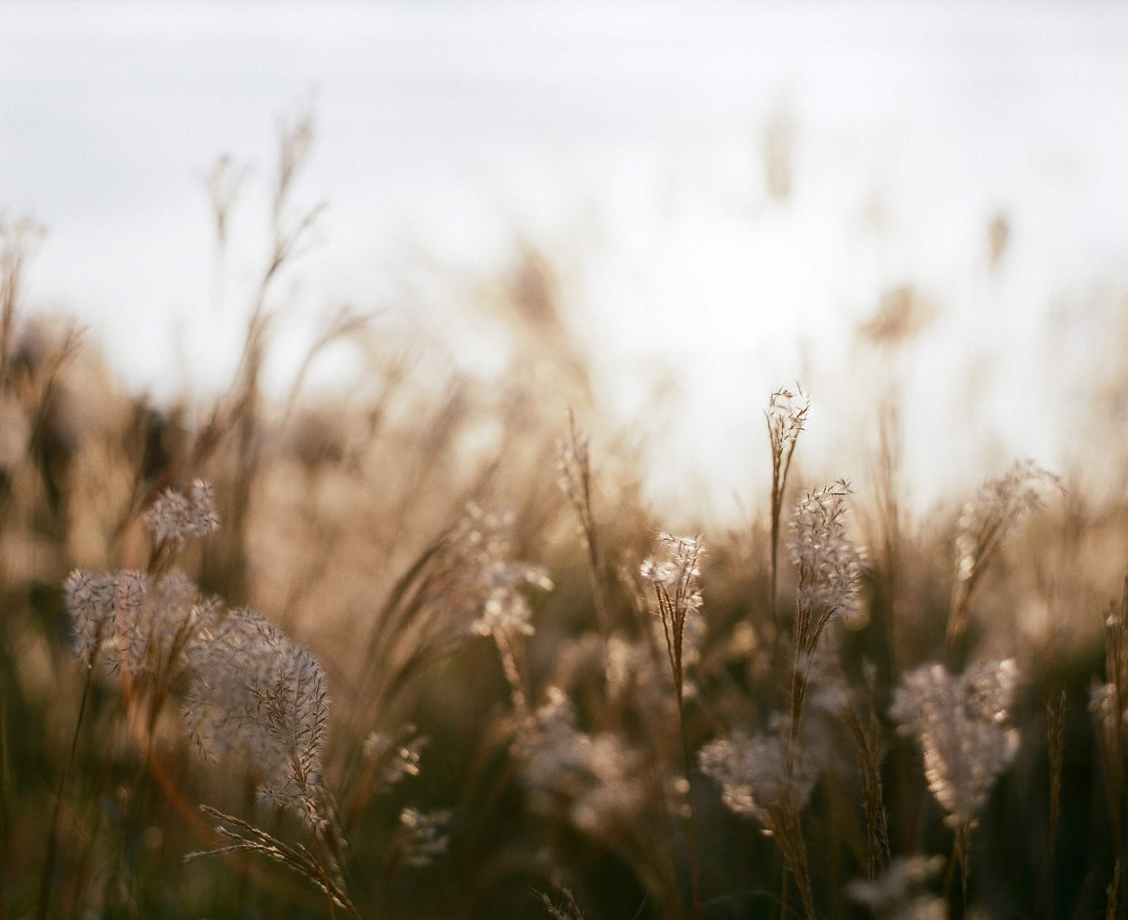 Through My Lens: Life, Light, and Emotion